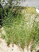 Lin - Linum Usitatissimum (fam Linacees) (02) (Photo F. Mrugala)